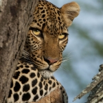 A young female leopard in a tree in Serengeti NP, Tanzania. © Daniel rosengren