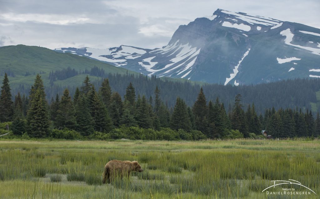 Bears in fantastic landscapes. © Daniel Rosengren