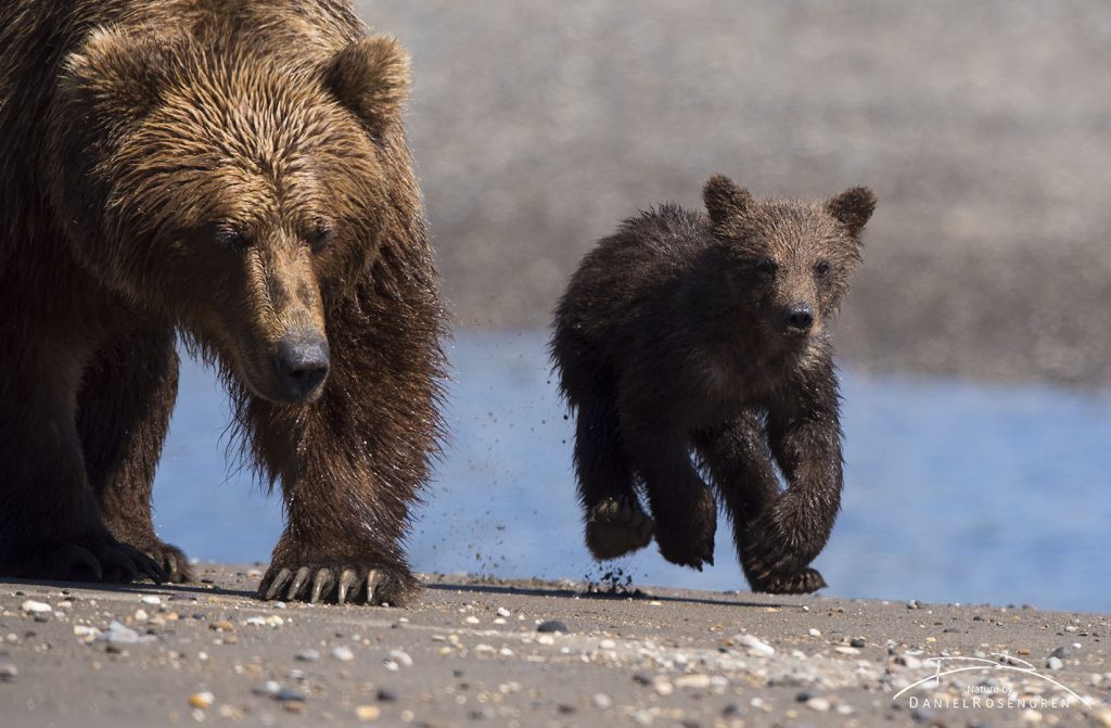 My first encounter, a mother with cubs coming right towards me, just meters away. © Daniel Rosengren