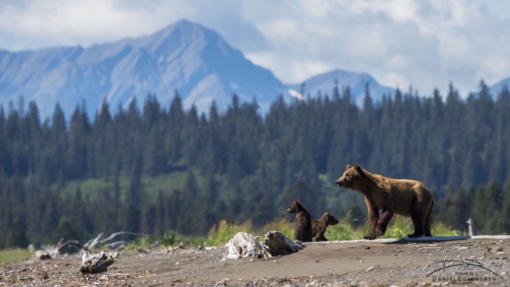A bear family in a stunning landscape.