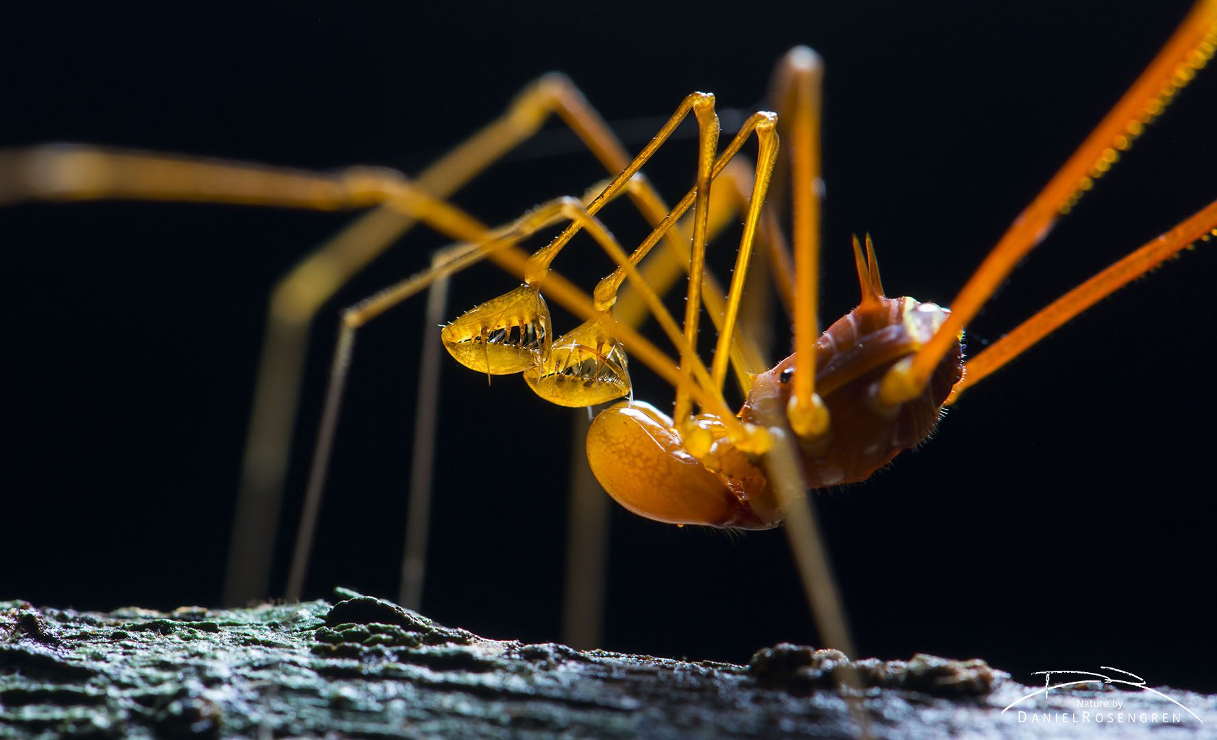 A harvestman with huge pedipalps as claws to catch prey, Yaguas. © Daniel Rosengren