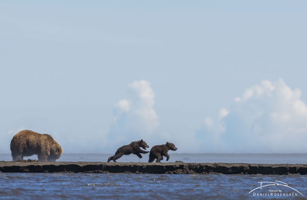 Grizzly cubs playing while mum is clamming. © Daniel Rosengren