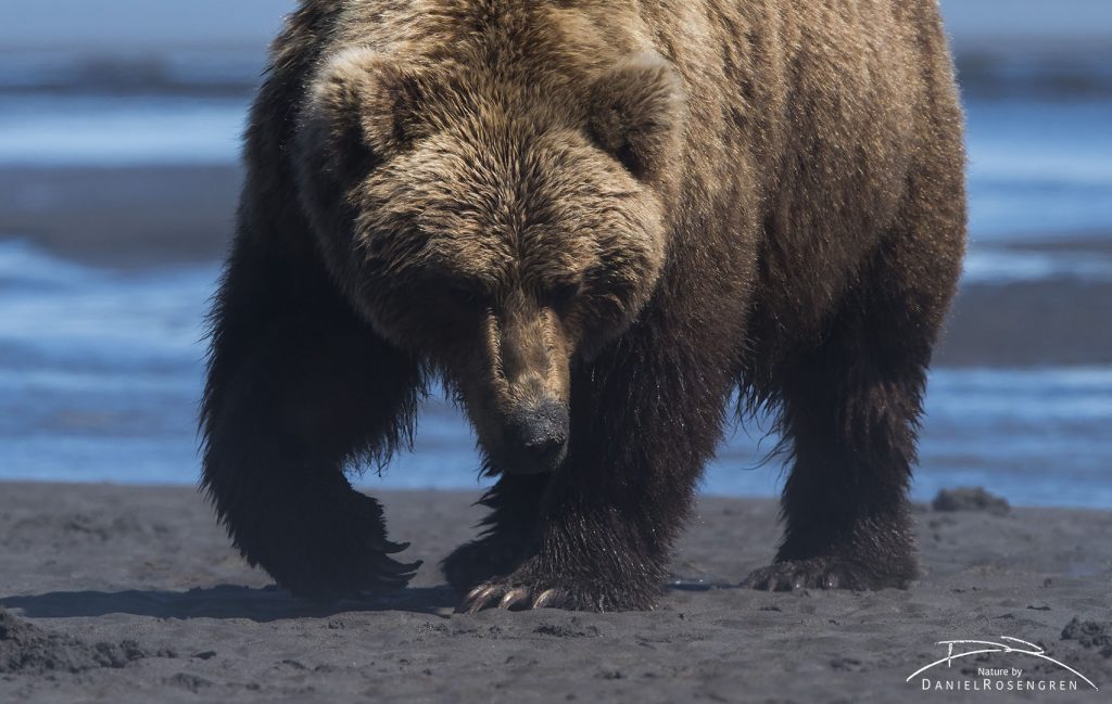 A Grizzly bear searching for clams at low tide. © Daniel Rosengren