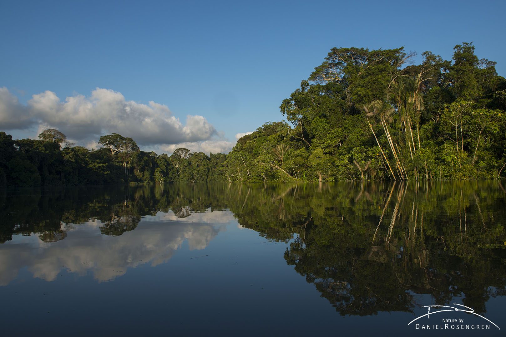 The rainforest along the River Yaguas. © Daniel Rosengren