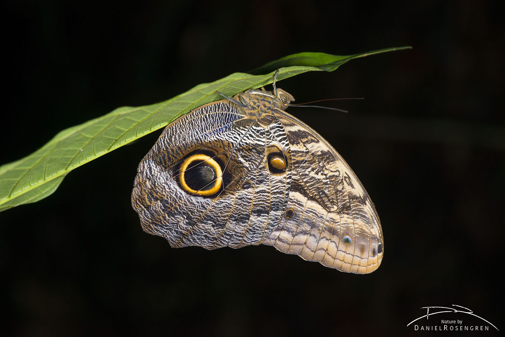 An Owl moth in Yaguas. © Daniel Rosengren