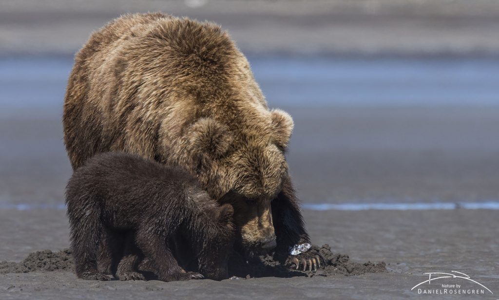 A Grizzly female with a clam carefully placed on her paw. © Daniel Rosengren