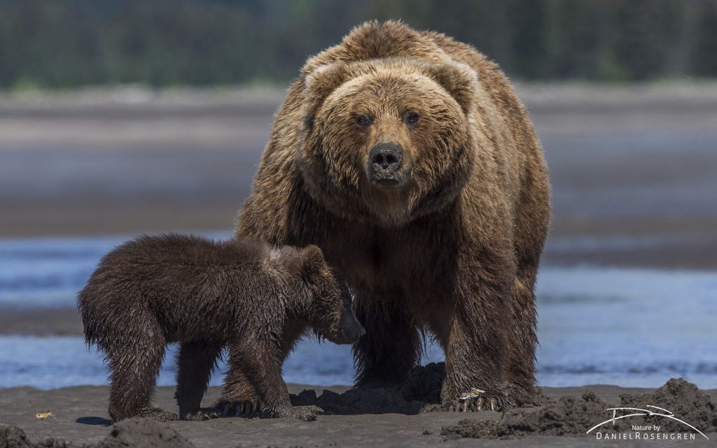 A Grizzly mother with cub. © Daniel Rosengren