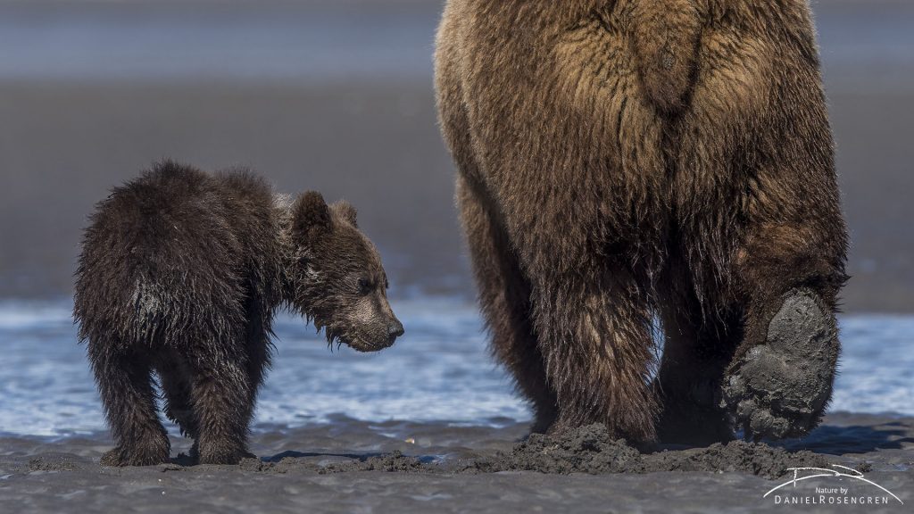 Grizzly cub observing mum. © Daniel Rosengren