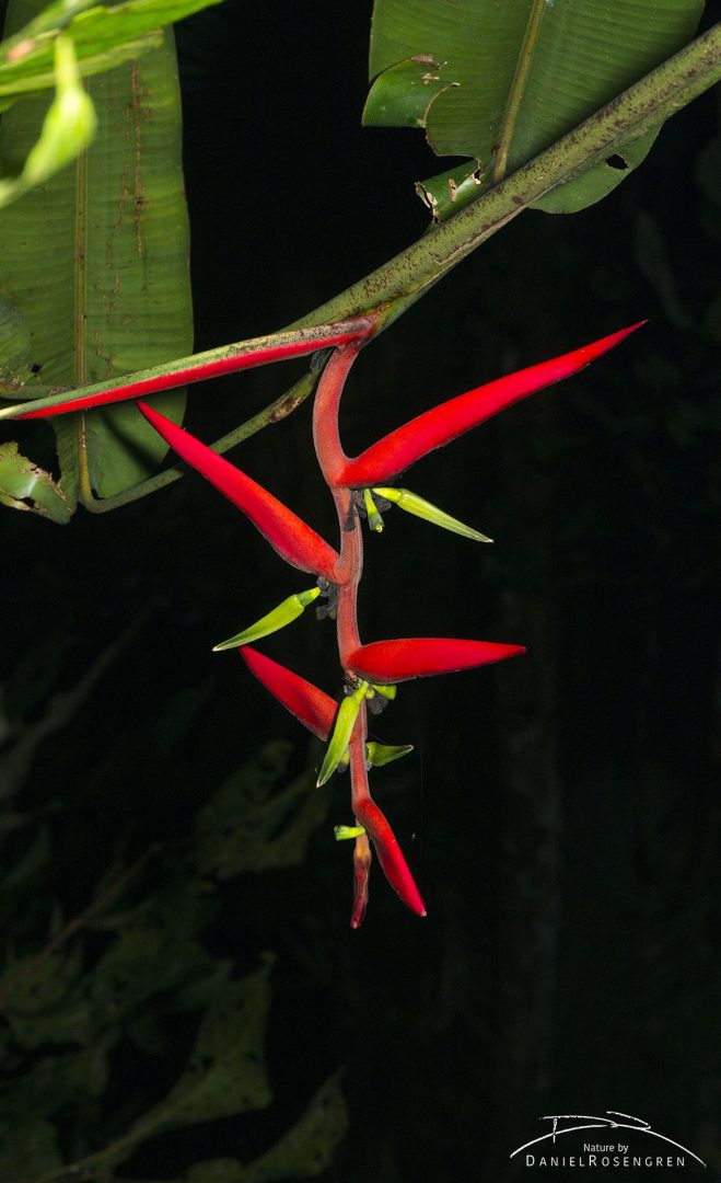 Heliconia sp. flowering in the Yaguas. © Daniel Rosengren