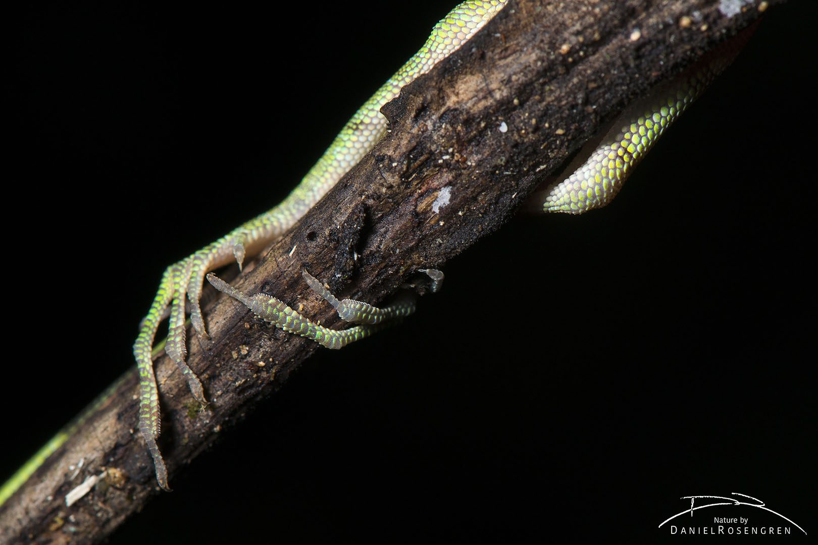 The hind legs of a Lizard holding on to a twig in Yaguas. © Daniel Rosengren