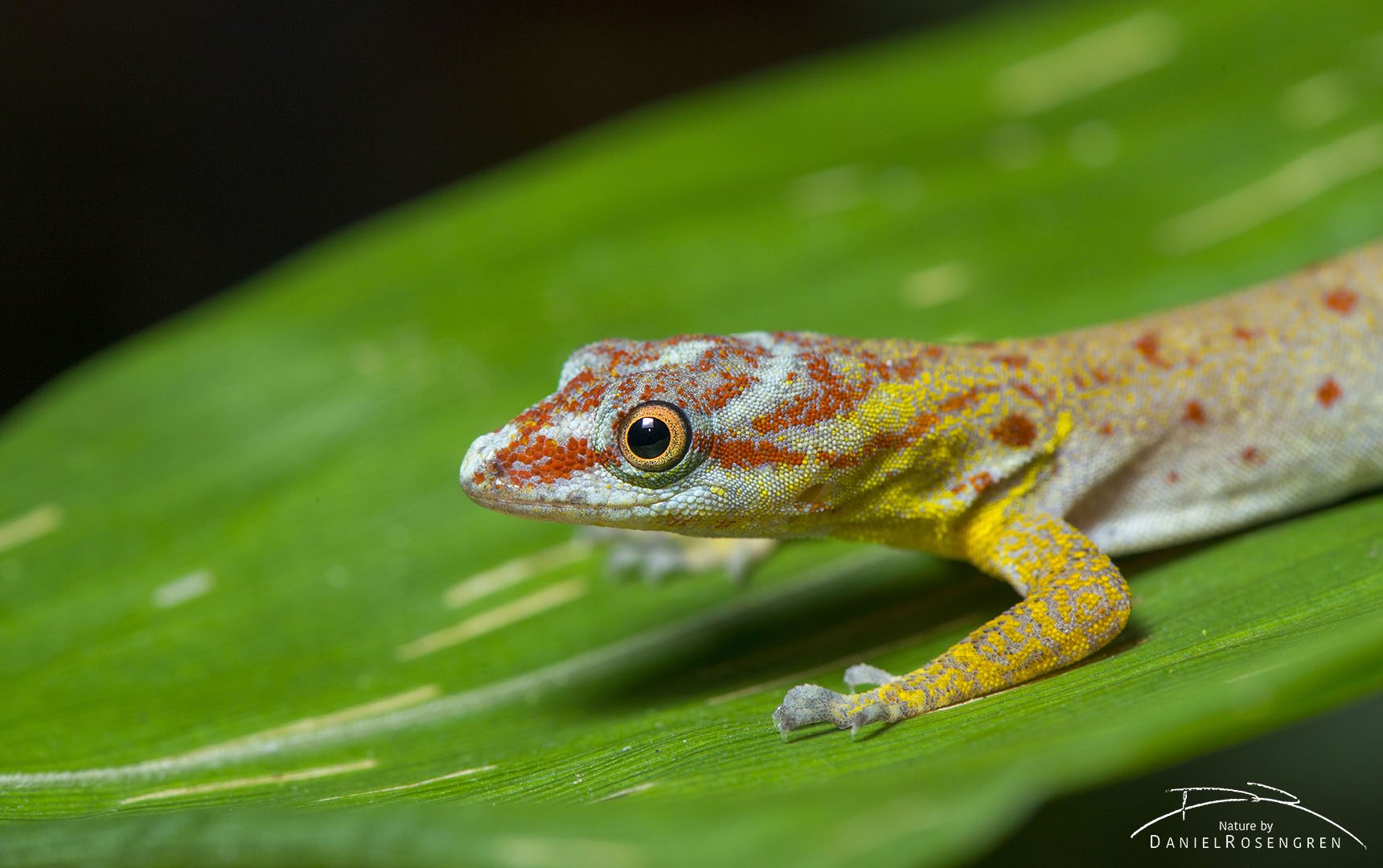 A Dwarf Gecko in Yaguas, famous for its ability to walk on the water tension. © Daniel Rosengren