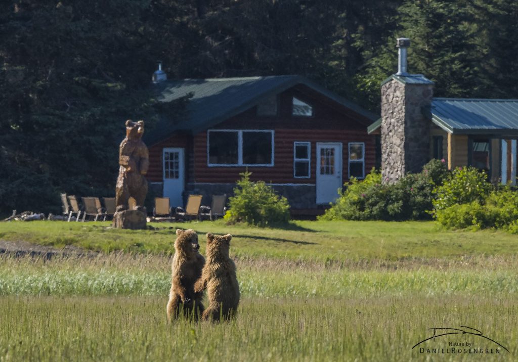 Two Grizzly bears in front of a wooden copy by the Silver Salmon Creek Lodge.