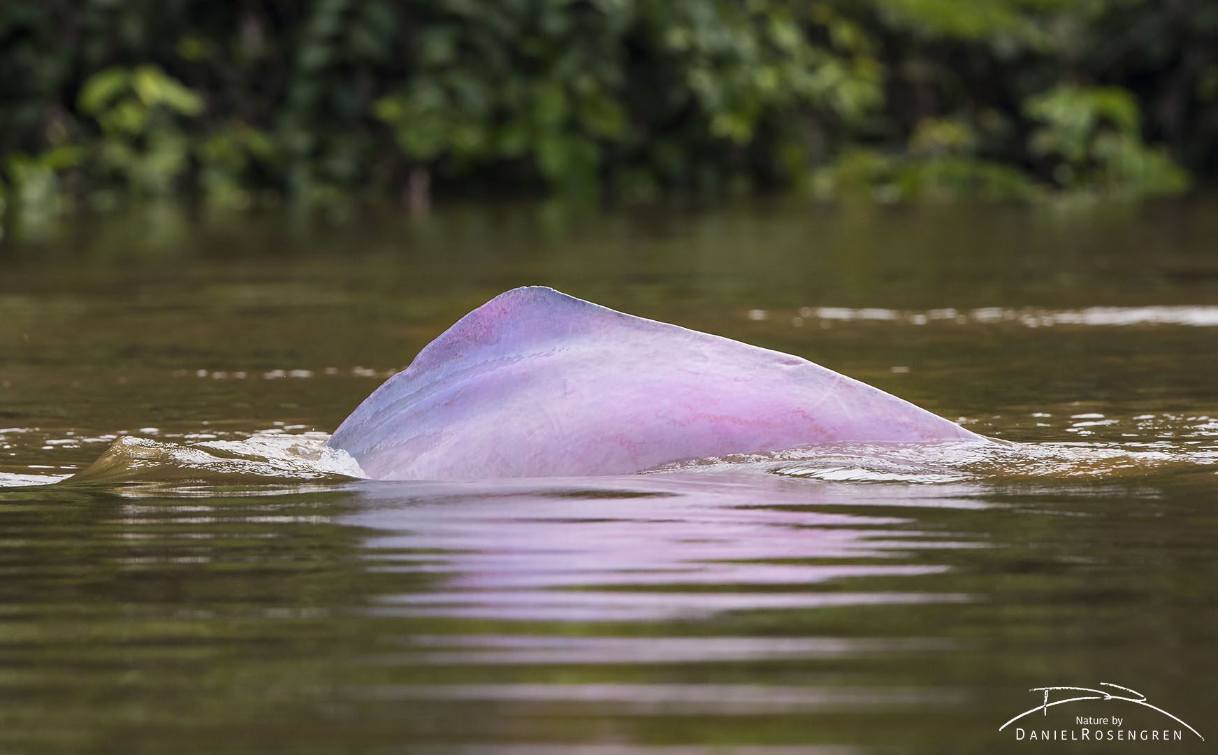 A Pink River Dolphin, one of the few freshwater cetaceans. © Daniel Rosengren