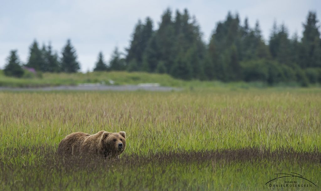 A bear moving back from clamming to the woods. © Daniel Rosengren