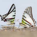 Two butterflies licking minerals from fish leftovers near Yaguas, Peru. © Daniel Rosengren