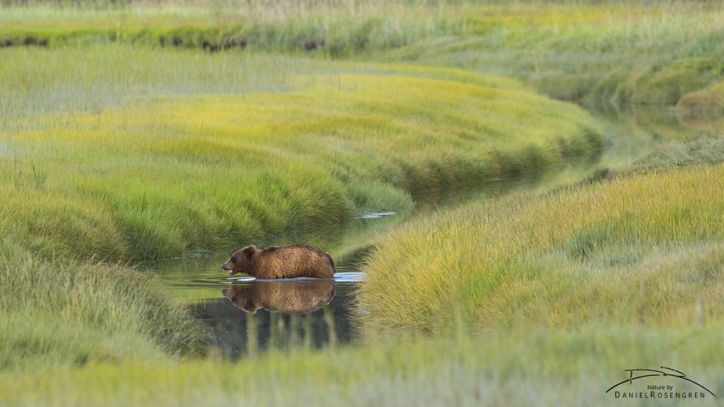 A Grizzly bear in a mirror like stream. © Daniel Rosengren