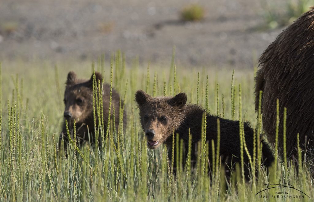 Grizzly cubs in the green. © Daniel Rosengren