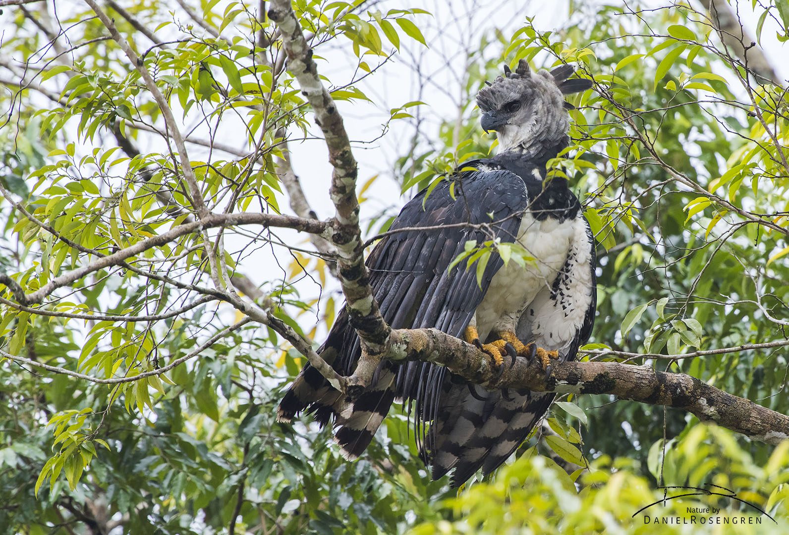 A Harpy Eagle seen along the river near Yaguas. © Daniel Rosengren