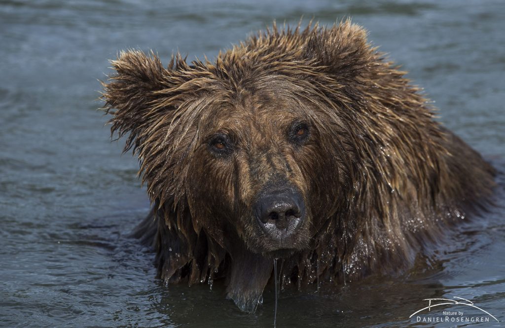Grizzly taking a bath. © Daniel Rosengren