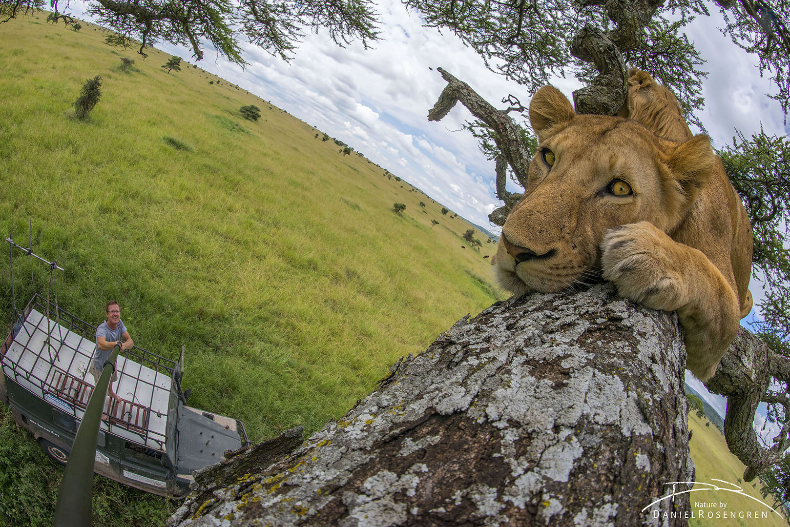 Daniel Rosengren taking a selfie with a pride of lions (Mukoma Gypsies) in a tree. Serengeti NP, Tanzania. © Daniel Rosengren