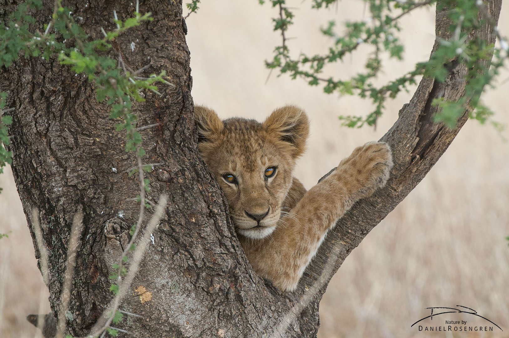 A lion cub posing in a tree.  © Daniel Rosengren