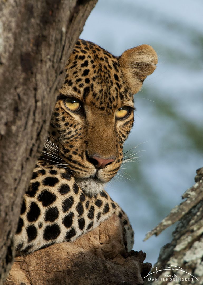 A leopard is at home in the trees and really don't understand what the fuzz is about. © Daniel rosengren