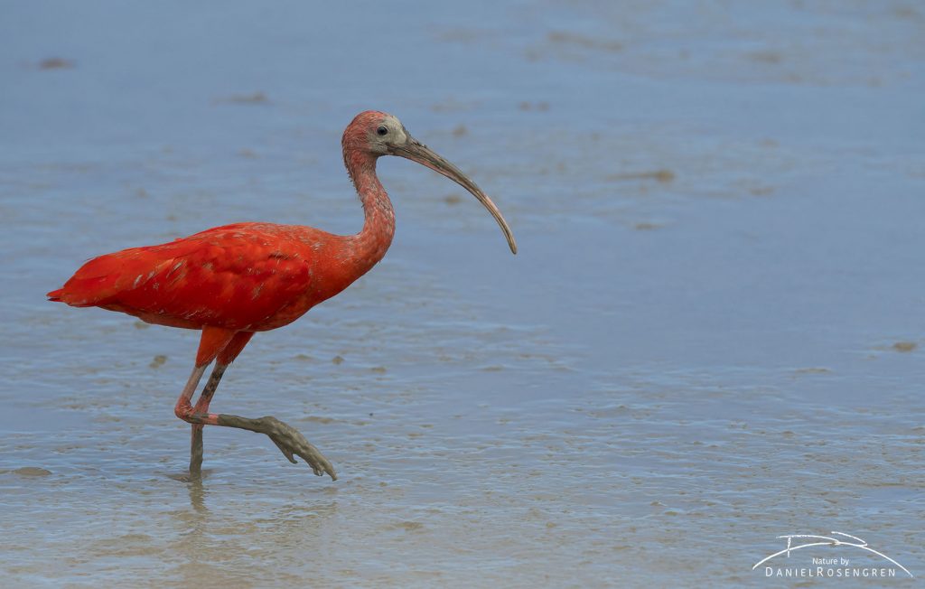 A Scarlet Ibis on the coast of Georgetown, Guyana. As red as can be. © Daniel Rosengren