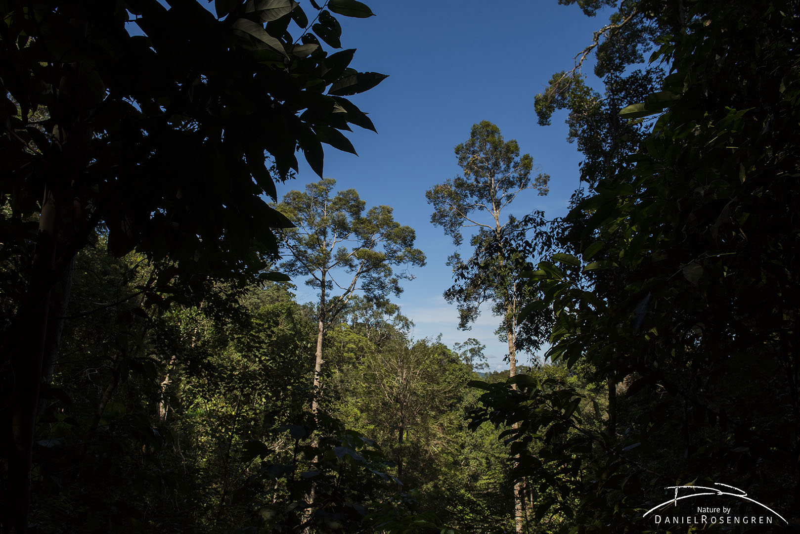 The rainforests of Bukit Tigapuluh, Sumatra. © Daniel Rosengren