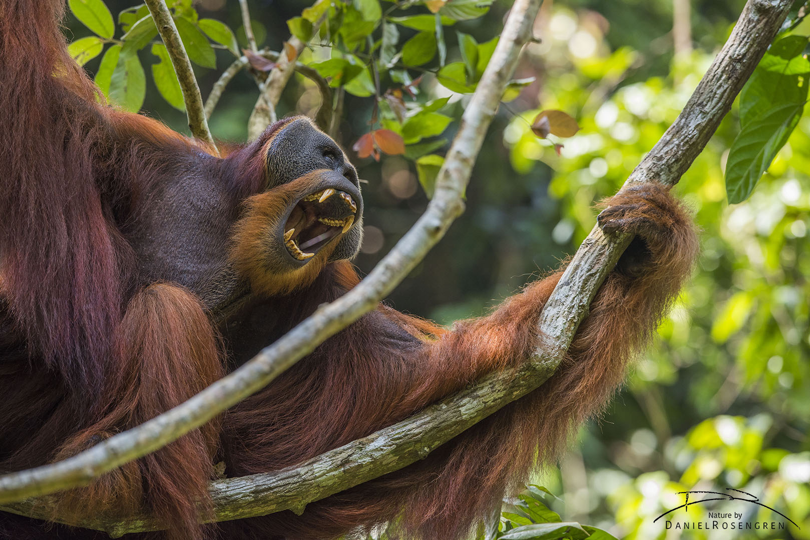 This huge male, Win Gayo, was once a jungle school student and is now one of many successfully re-introduced Orang-utans in Bukit tigapuluh. © Daniel Rosengren
