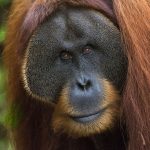 An adult male orangutan (Win Gayo) at the SORC station, Bukit Tigapuluh, Sumatra, Indonesia. © Daniel Rosengren