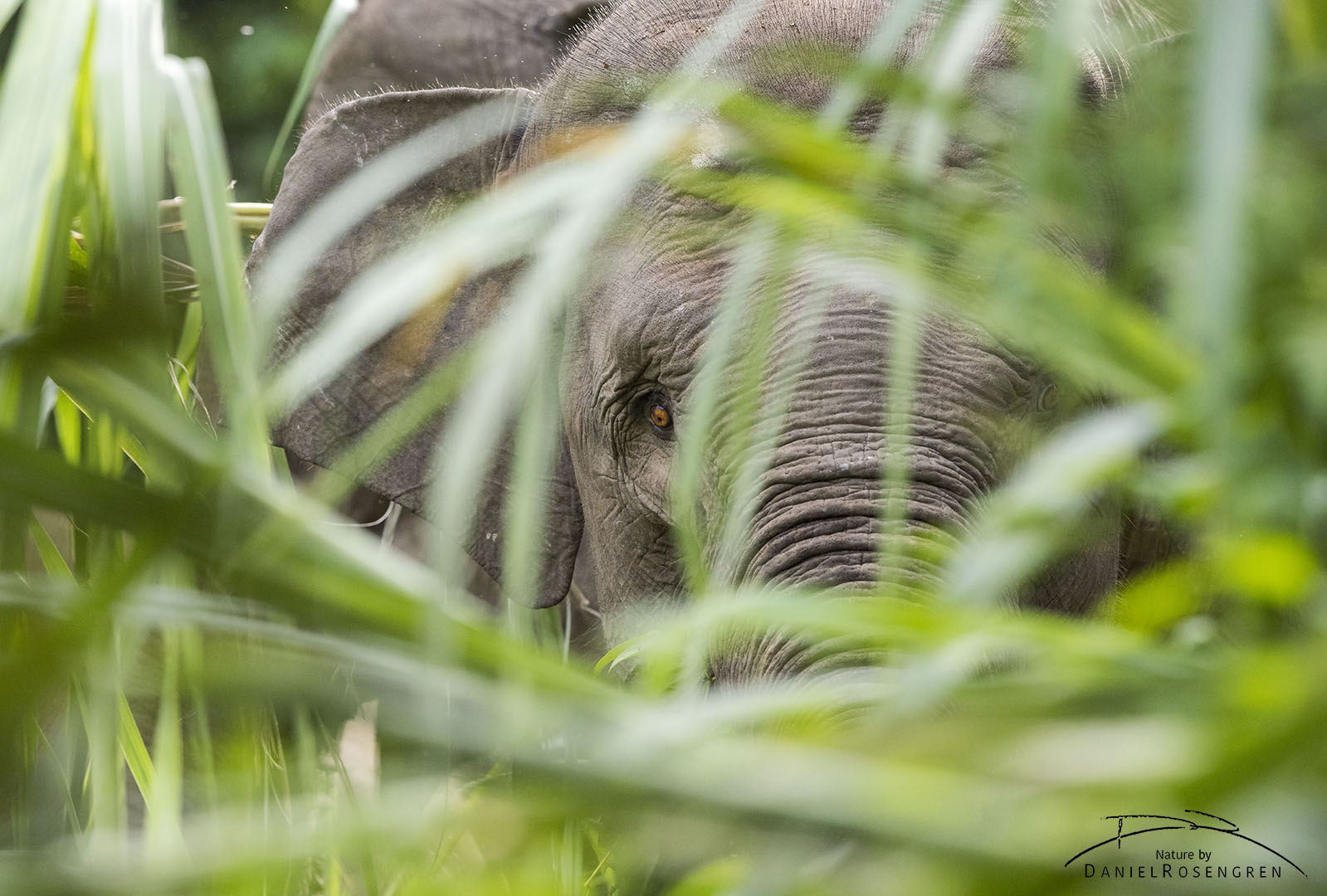 The Sumatran Elephant is the smallest sub-species of the Asian Elephant and is Critically Endangered. © Daniel Rosengren