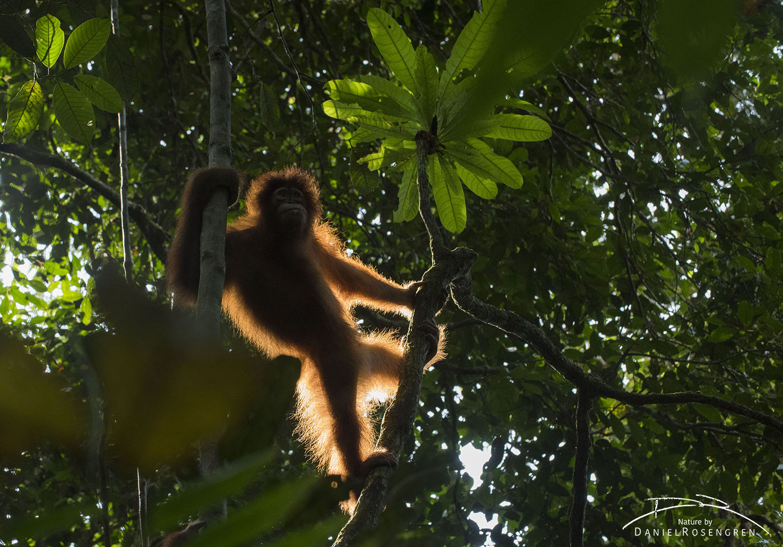 The sun is making the hairs of this Orang-utan to glow. © Daniel Rosengren