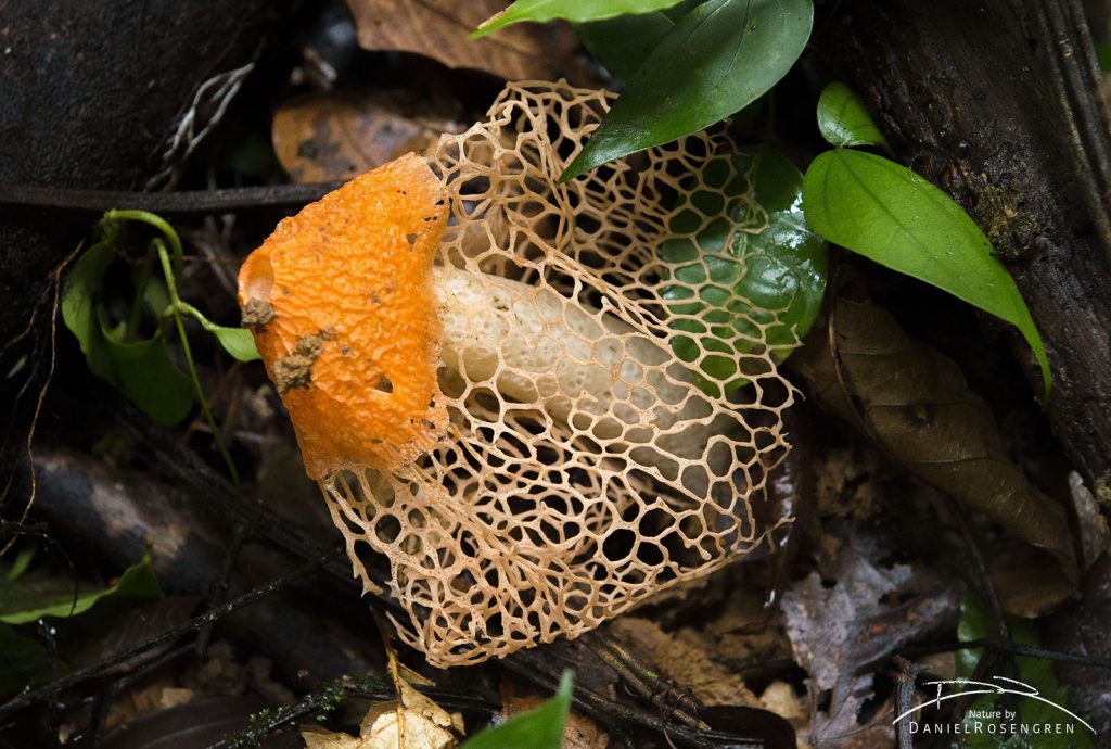 A veiled fungus. © Daniel Rosengren