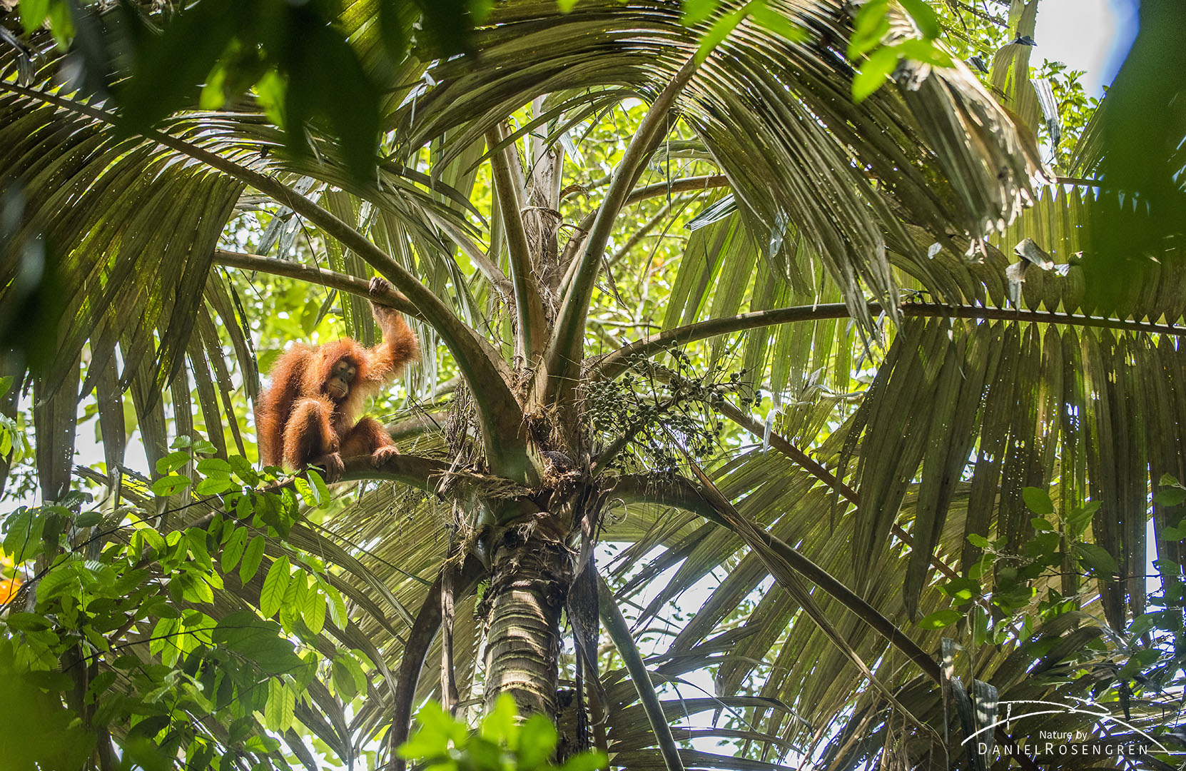An Orang-utan in a palm tree on Sumatra. © Daniel Rosengren