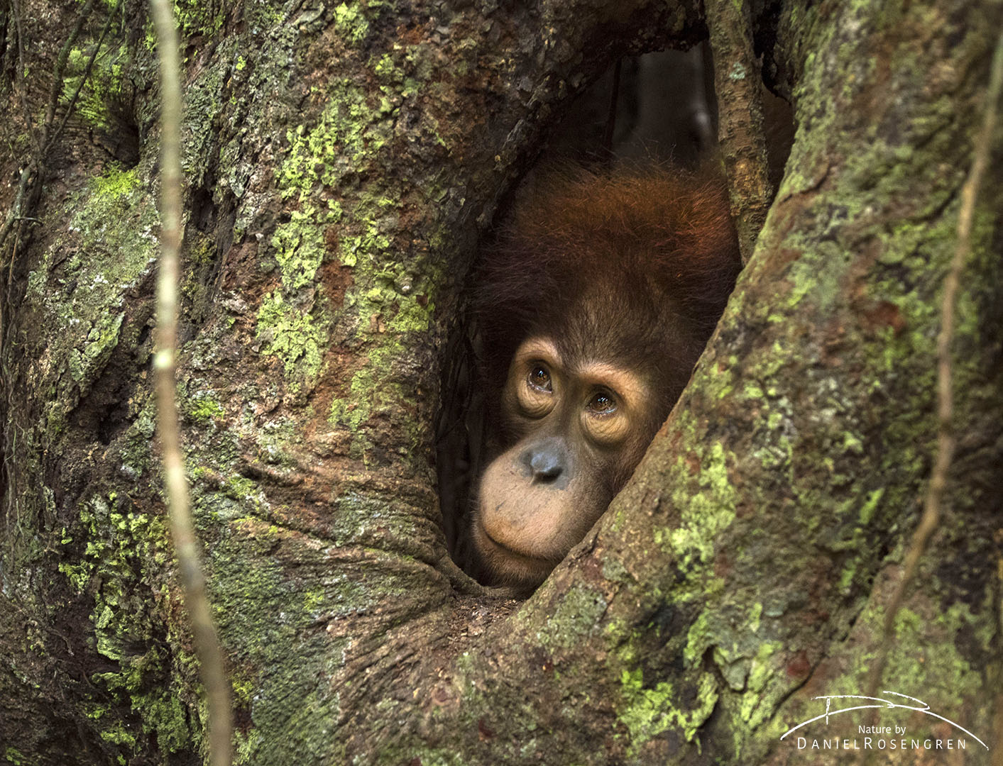 A strangler fig is a great play-ground for a young Orang-utan. © Daniel Rosengren