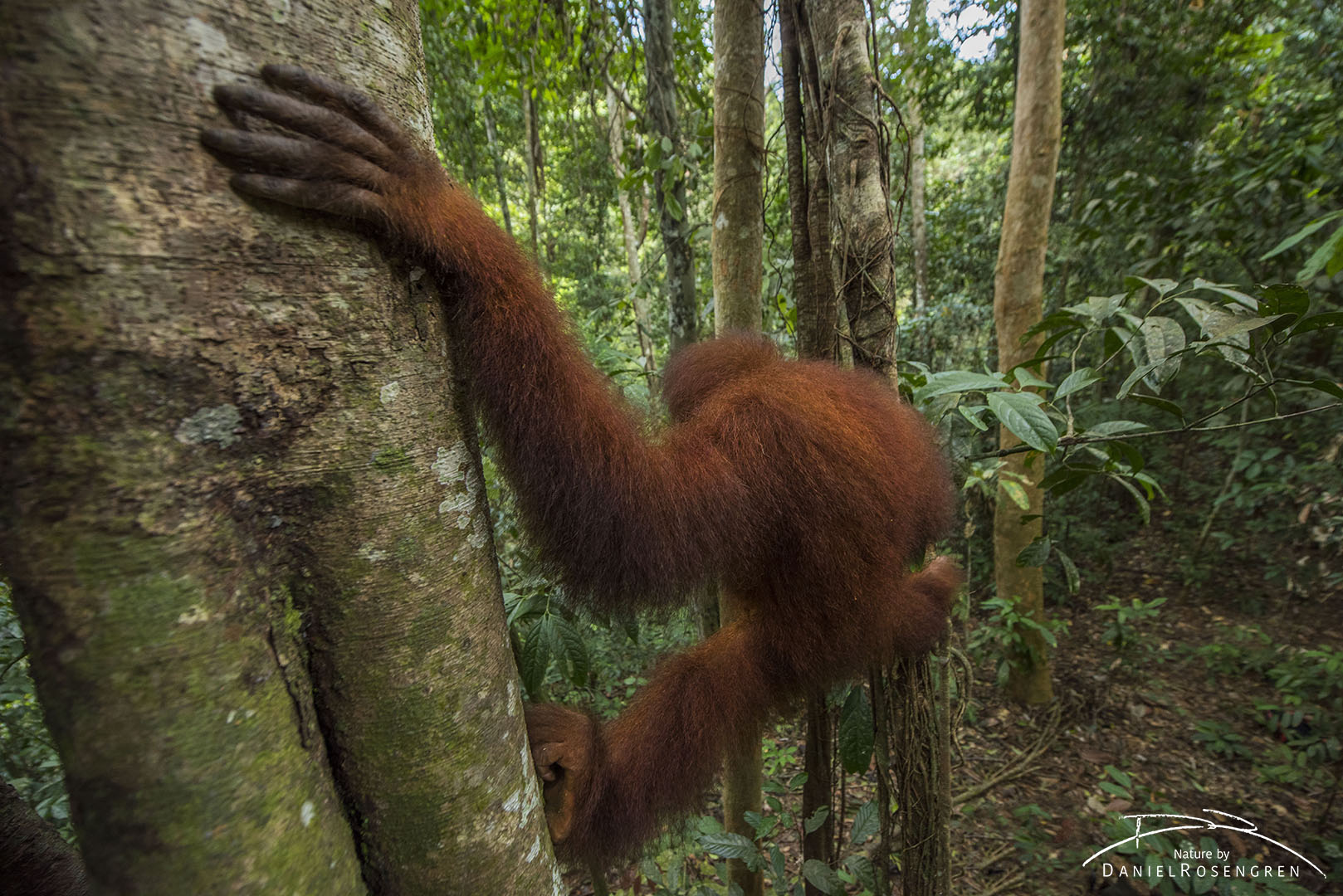 A Sumatran Orang-utan climbing in the forests of Bukit Tigapuluh. © Daniel Rosengren