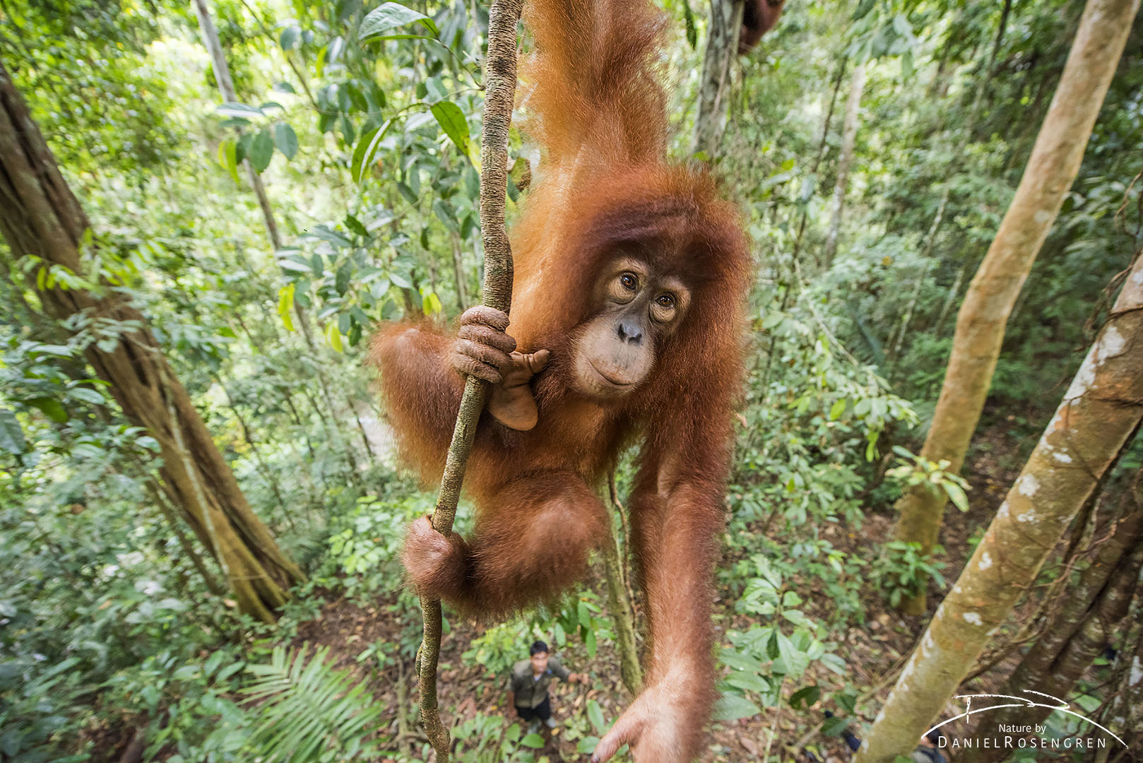 A young Orang-utan out on a limb, her trainer is seen below. © Daniel Rosengren