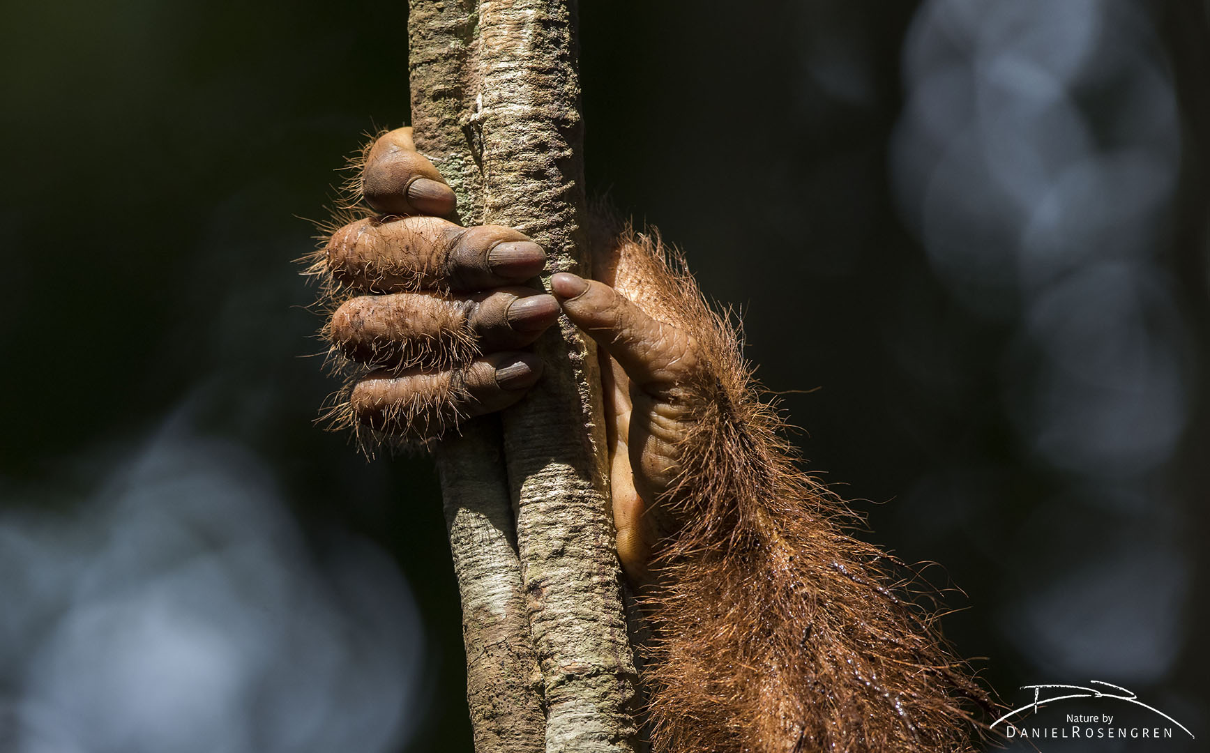 The hand of an orang-utan learning to survive in the wild. © Daniel Rosengren