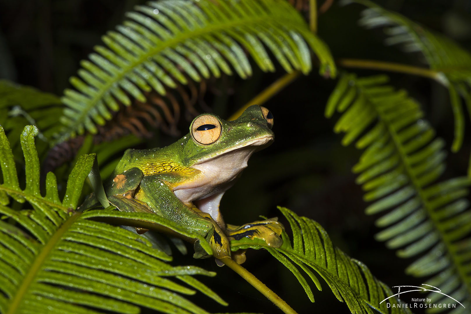 The Flying Frog can't actually fly, but can indeed glide quite well using the webbing between their toes. © Daniel Rosengren