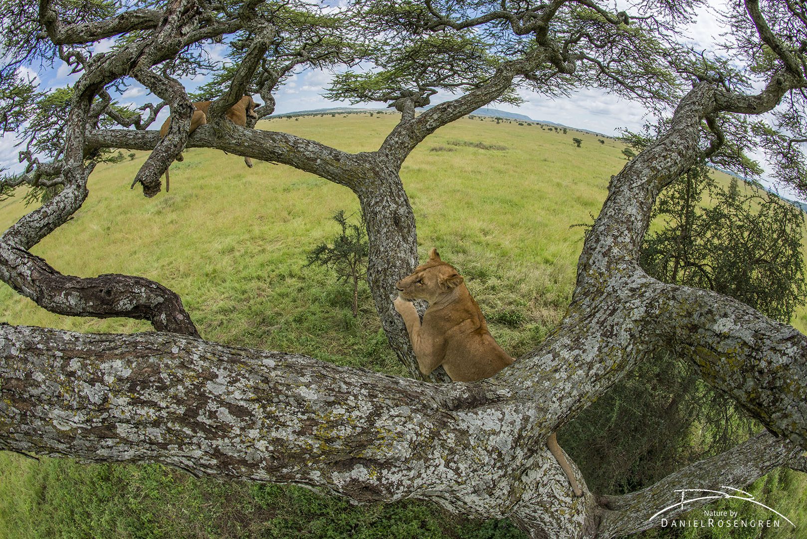 Lions in a tree from a lion's in a tree perspective. © Daniel Rosengren