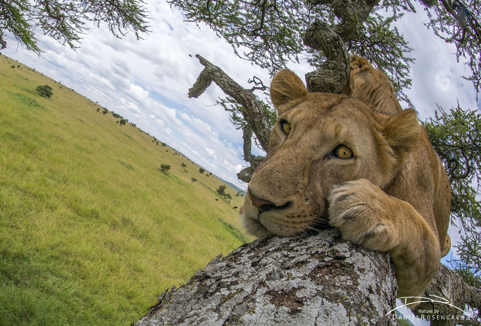 It might appear as if I was lying next to the lion in the tree to get this shot, I'm not. © Daniel Rosengren