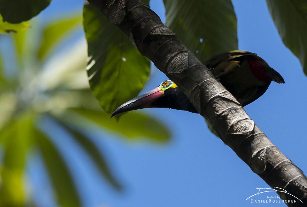 A Guianan Toucanet. © Daniel Rosengren
