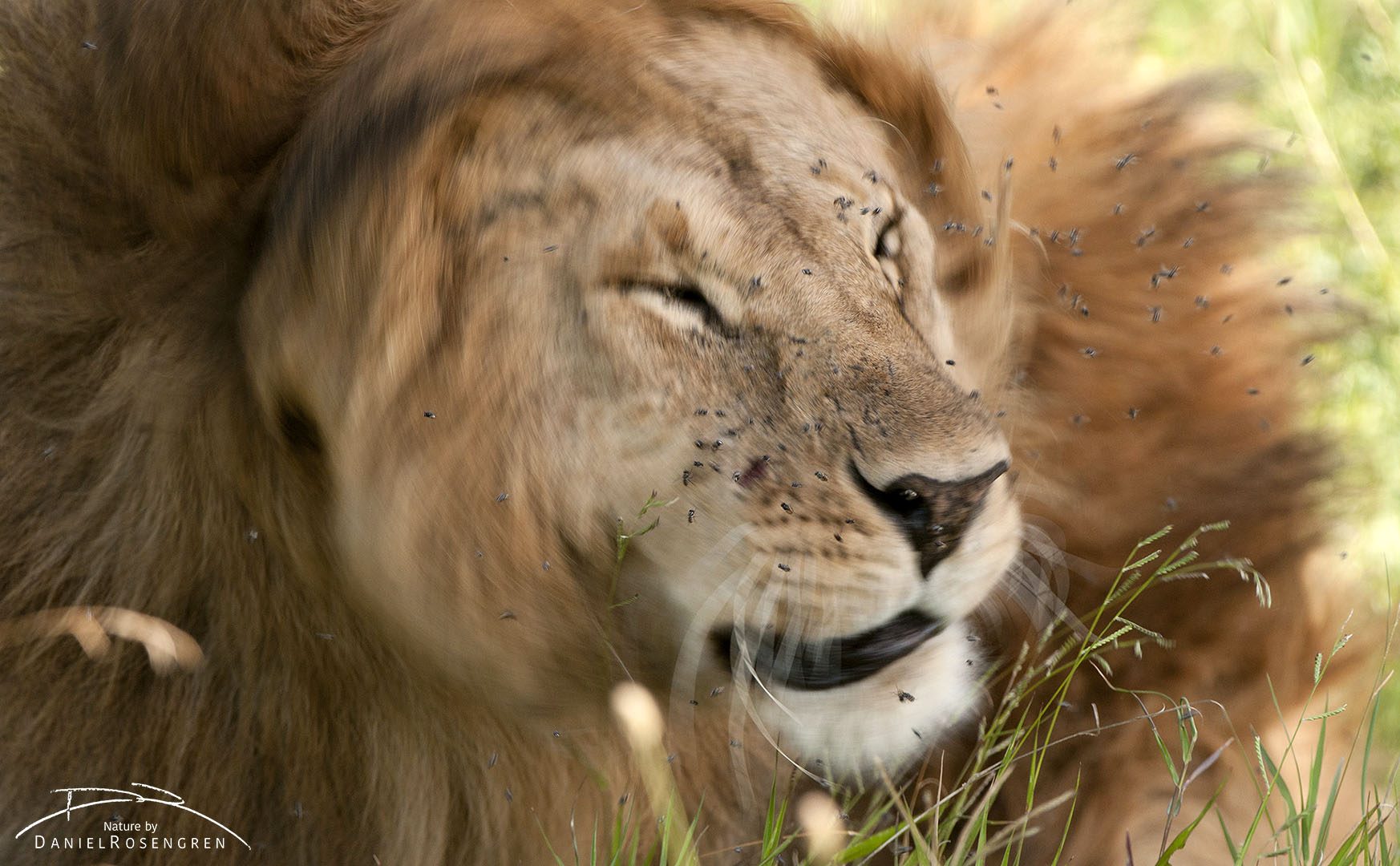 Flies can be very annoying to lions. © Daniel Rosengren