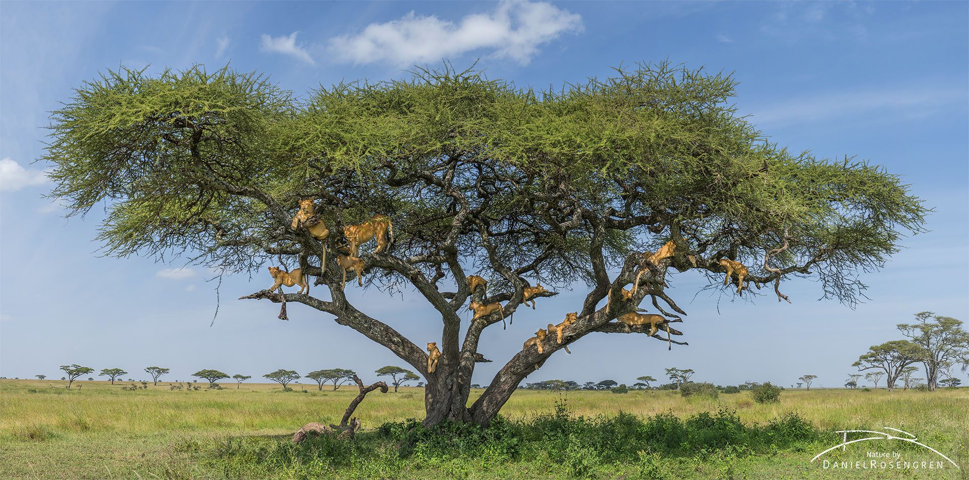 16 lions in an Acacia tree, this photo has been stitched together from four individual photos. © Daniel Rosengren