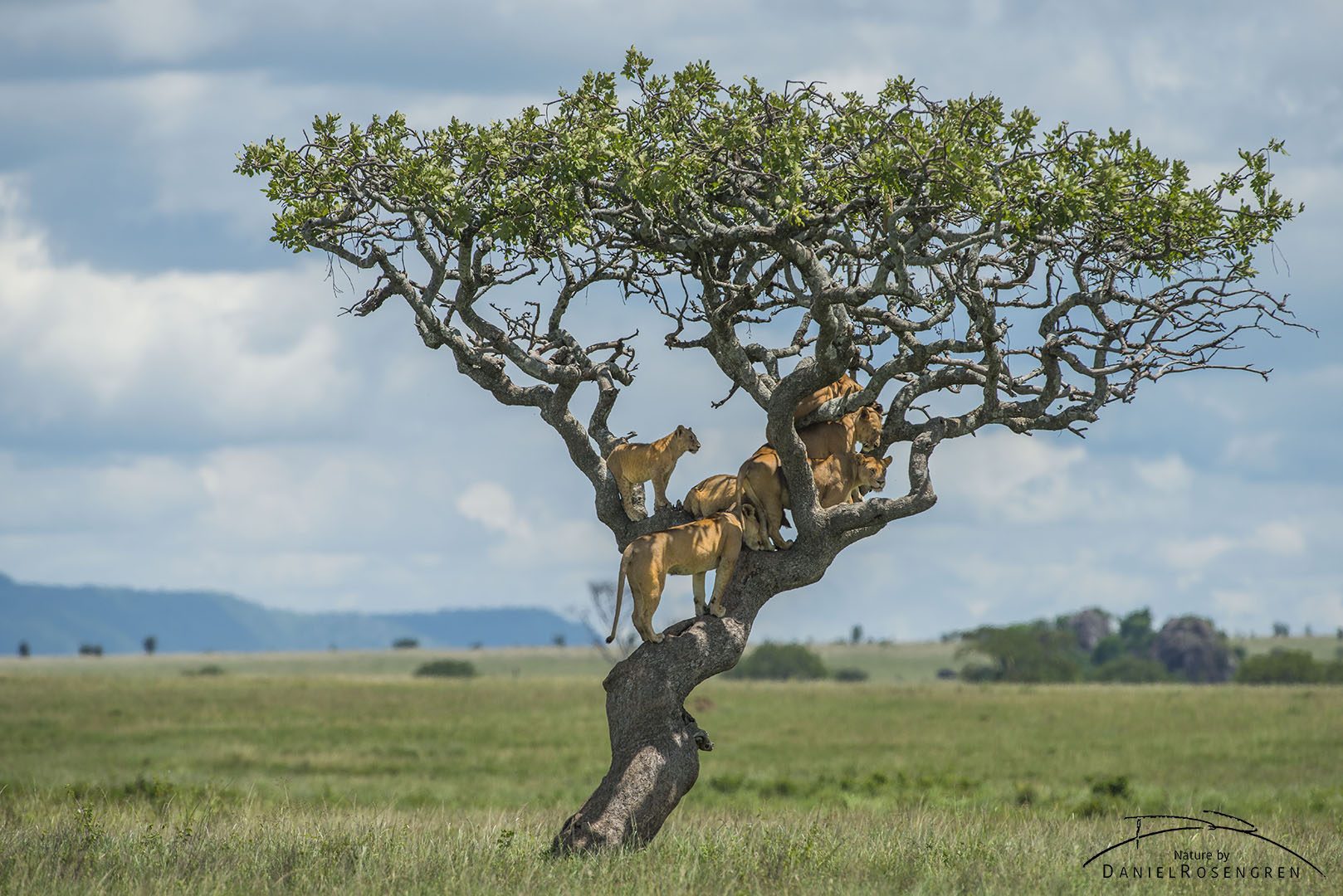 From a tree, the lions can keep an eye on their surroundings. © Daniel Rosengren