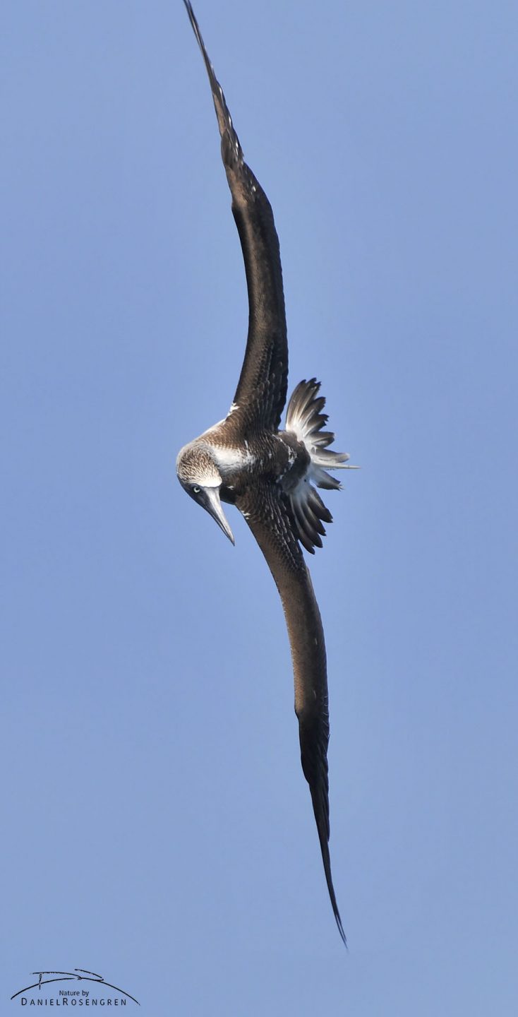 A Blue-footed booby turning mid air, about to plunge into the ocean. © Daniel Rosengren