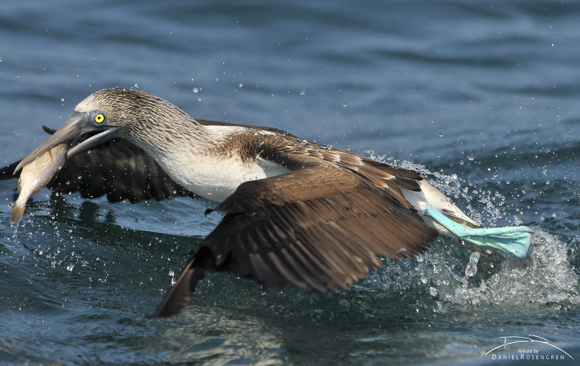 A Blue-footed booby taking off with a fish. © Daniel Rosengren