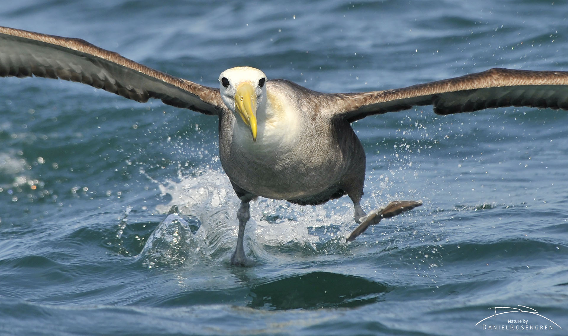 The critically endangered Waved albatross water skiing on the surface as it is landing. © Daniel Rosengren