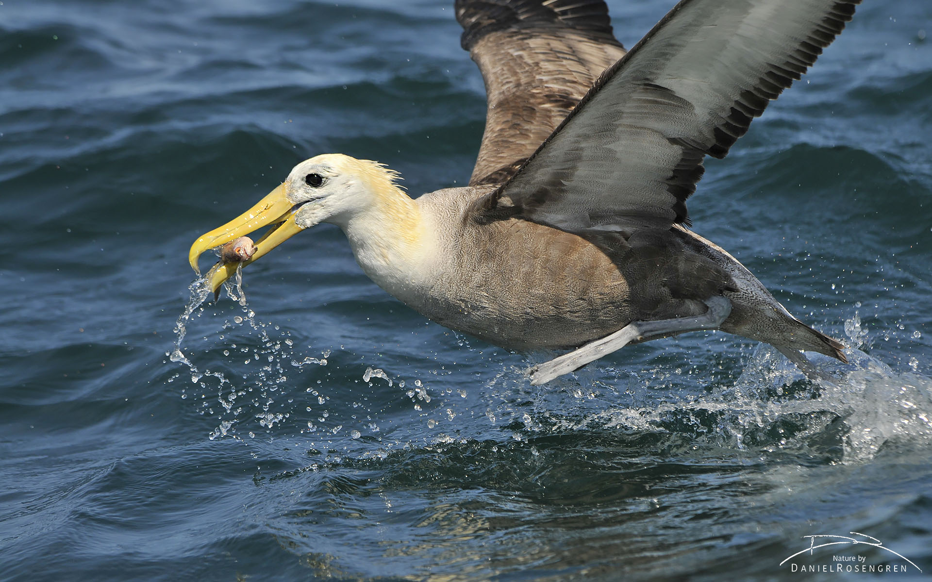 The critically endangered Waved albatross taking off by running on the surface to gain enough speed. © Daniel Rosengren