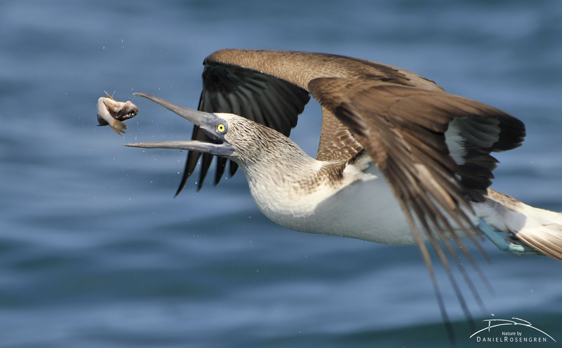 A Blue-footed booby adjusting its grip of the fish by throwing it in the air, mid flight. © Daniel Rosengren